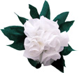 Fabriquer un gros bouquet de roses blanches