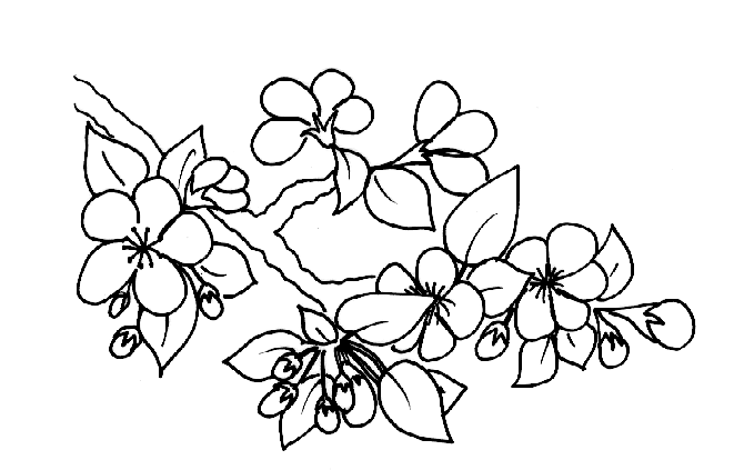 Fleurs De Cerisier Illustration