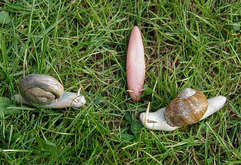 Modelage des escargots